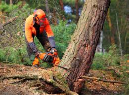 Best Tree and Shrub Care  in Oradell, NJ